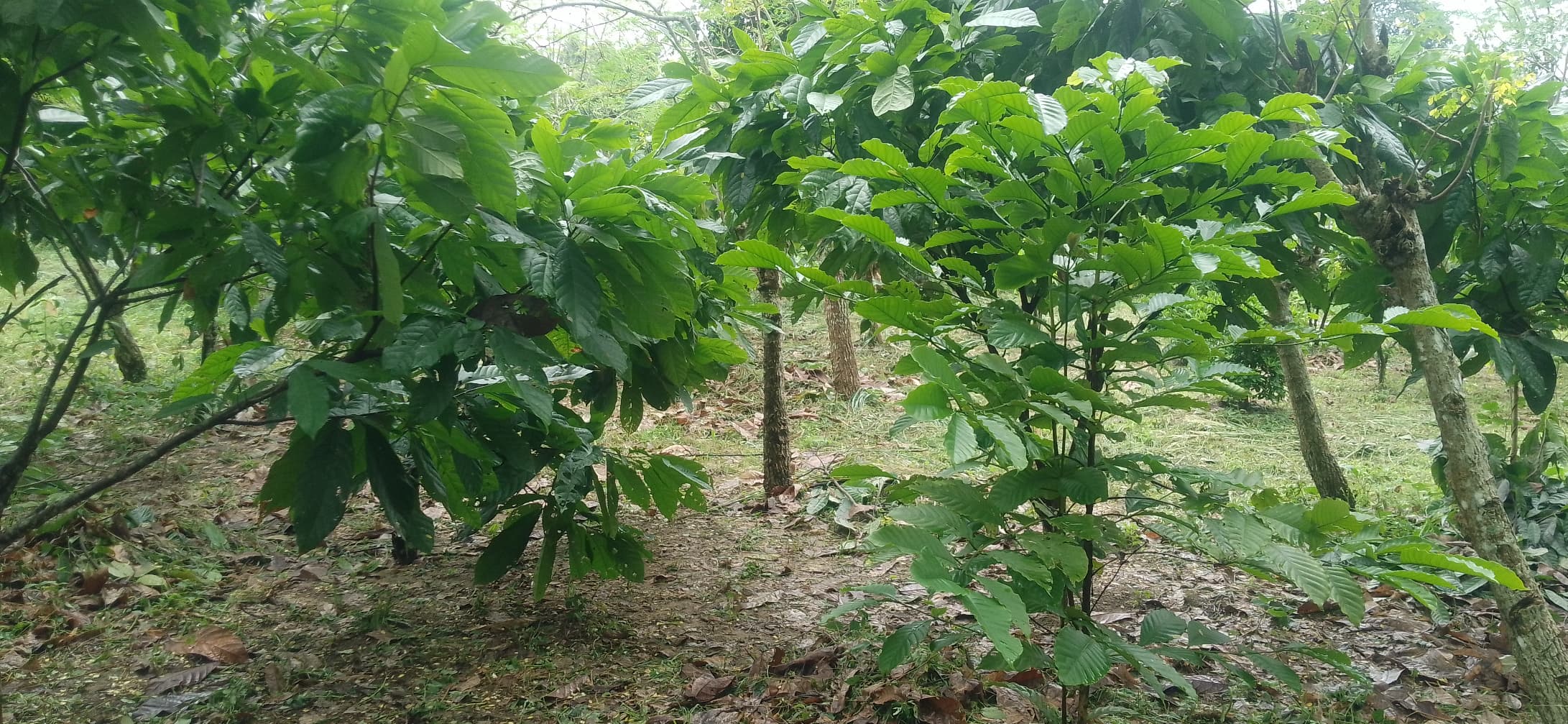  Agriculture I Les ambitions agricoles de la RDC