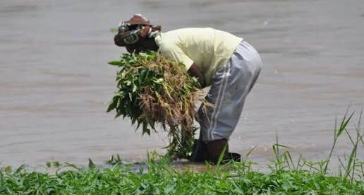 Agriculture à Kingabwa I Les femmes maraîchères redoutent d’éventuelles crues ravageuses 