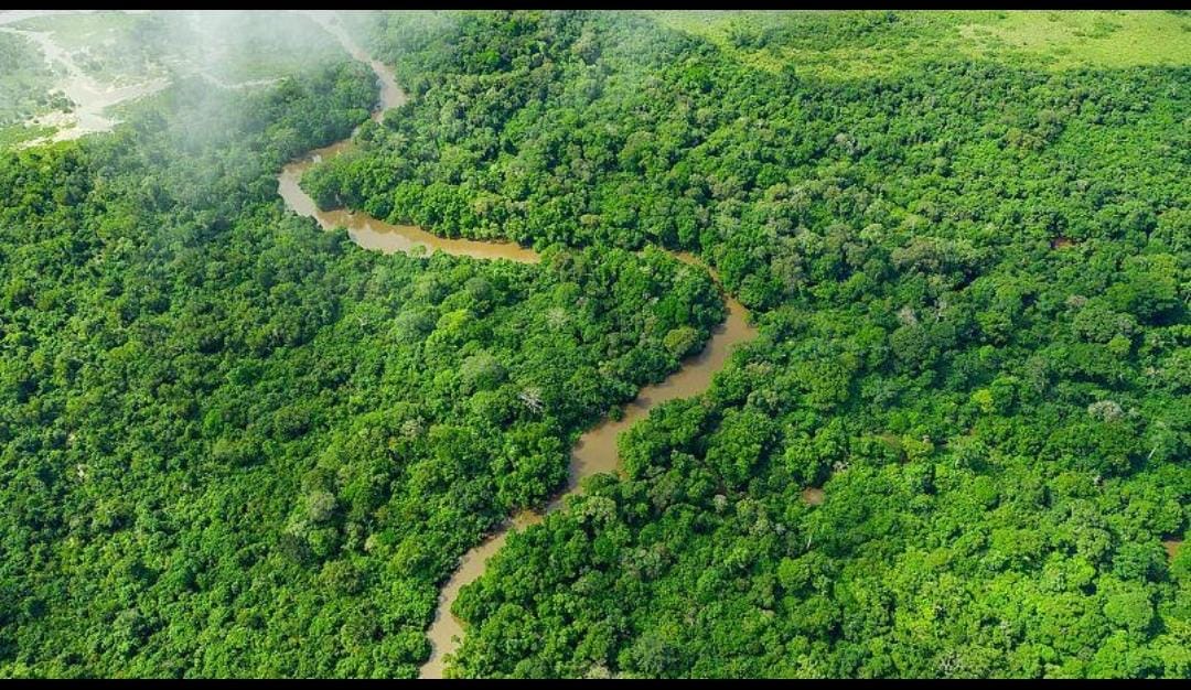 Bassin du Congo : l’avenir du poumon vert africain au cœur d’une conférence régionale
