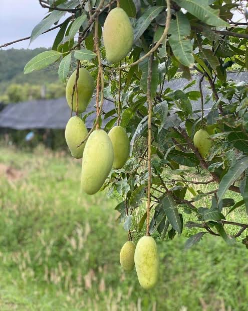 Mangues vertes : quand la gourmandise expose les enfants aux maux de ventre